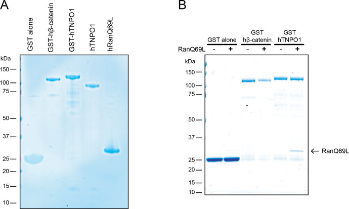 Figure 5—figure supplement 1.