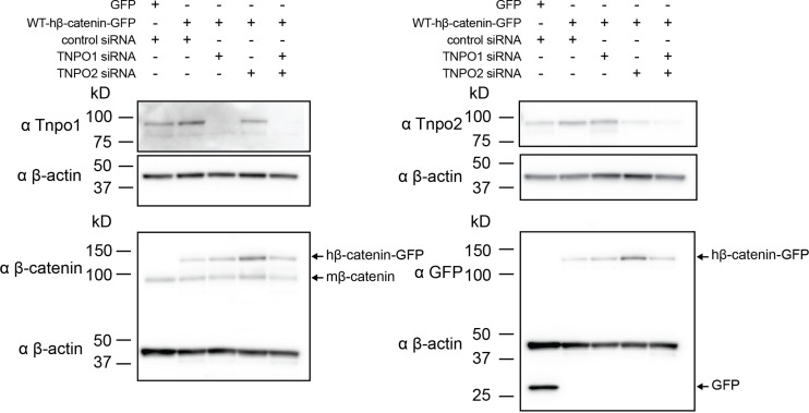 Figure 6—figure supplement 3.