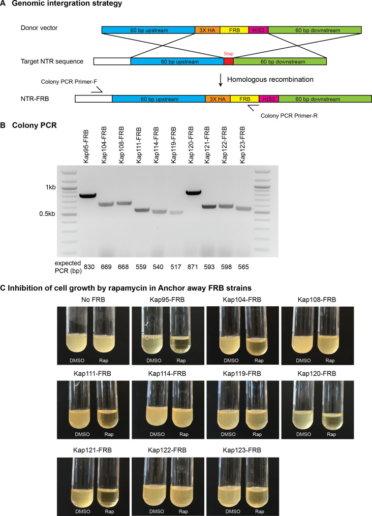 Figure 3—figure supplement 2.