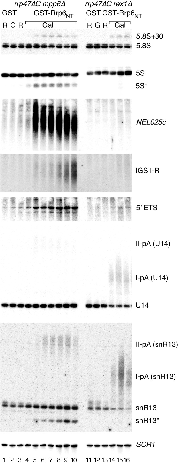 FIGURE 4.