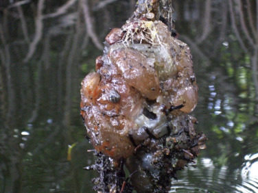 Figure 18.15