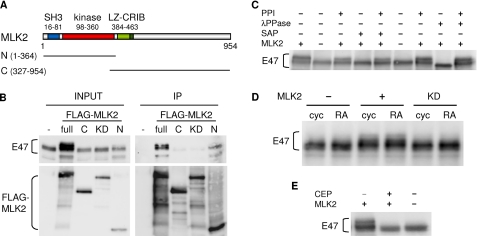 FIGURE 1.