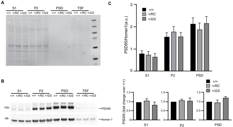 Figure 1—figure supplement 1.