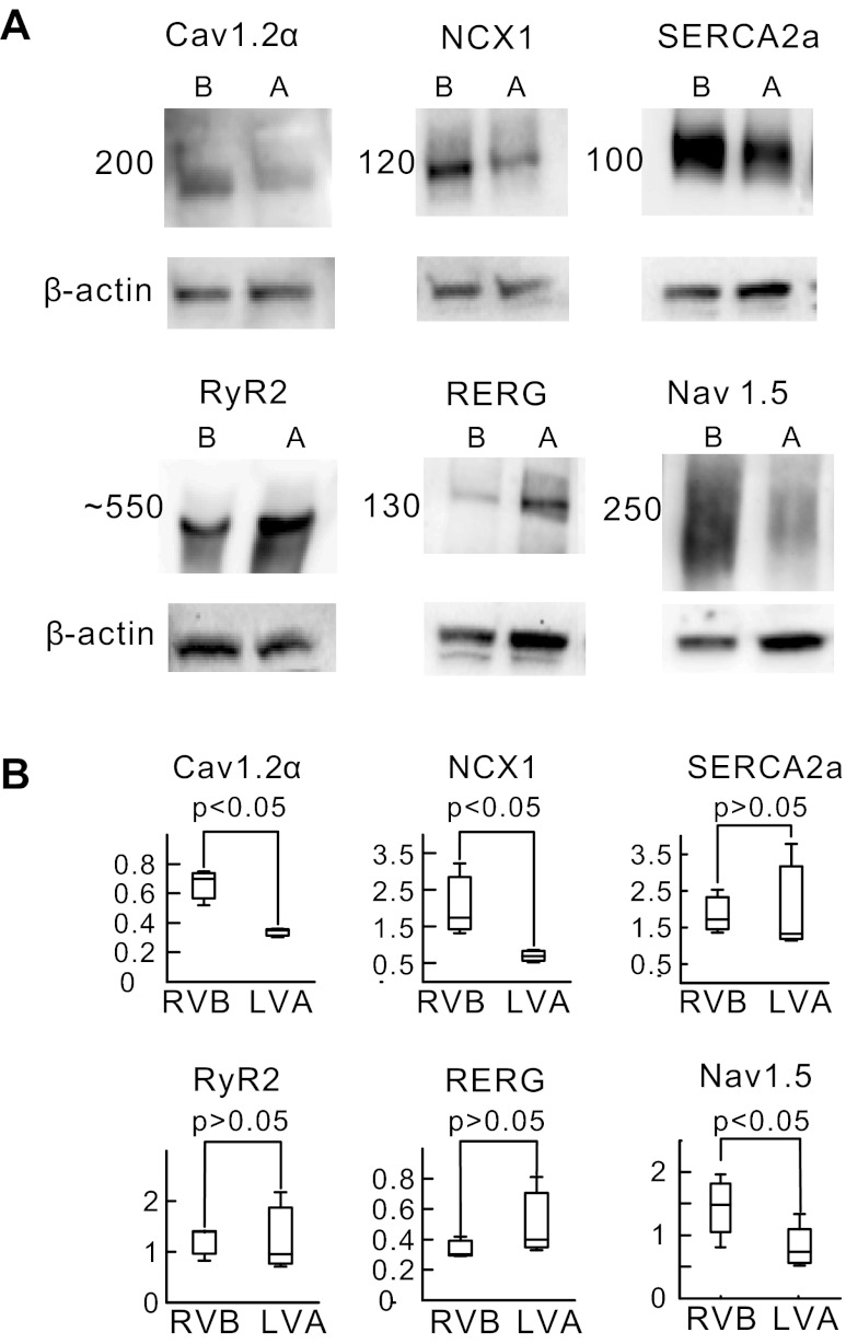 Fig. 8.