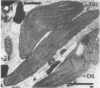 268