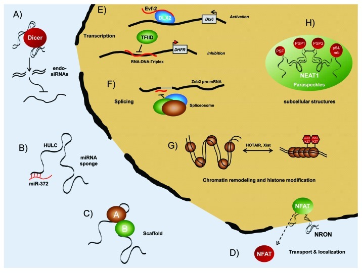 graphic file with name rna-9-703-g1.jpg