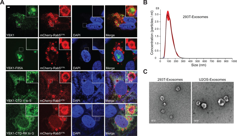 Figure 4—figure supplement 1.