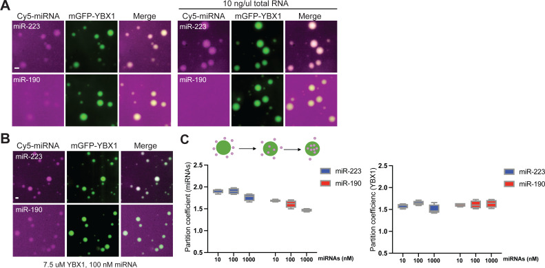 Figure 6—figure supplement 2.