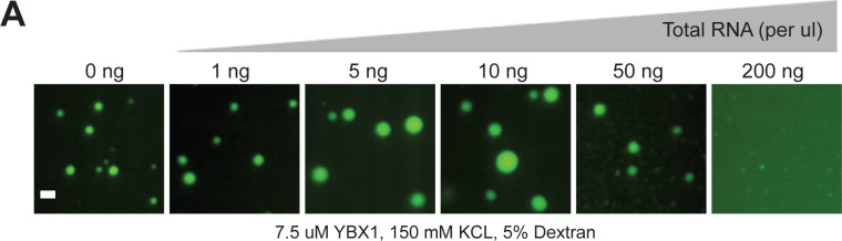 Figure 6—figure supplement 1.