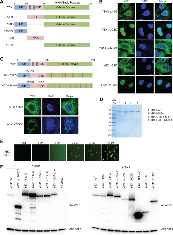 Figure 3—figure supplement 2.