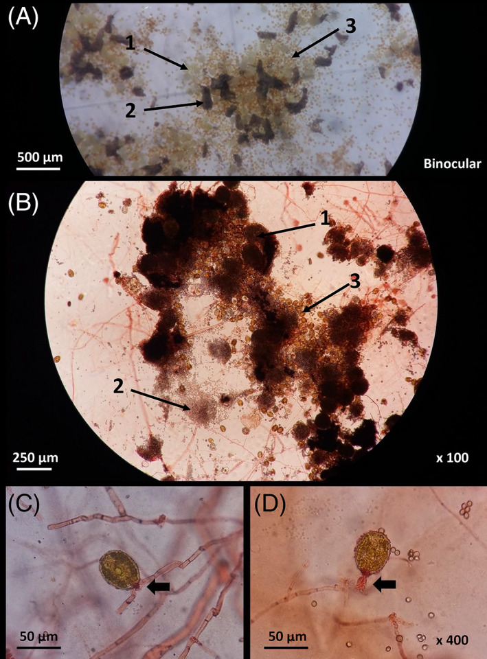 FIGURE 2