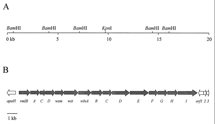 FIG. 2.