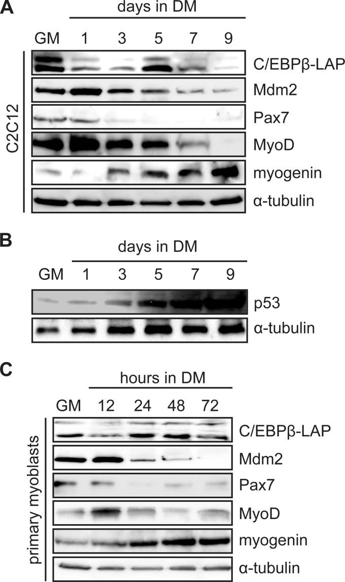 FIGURE 2.