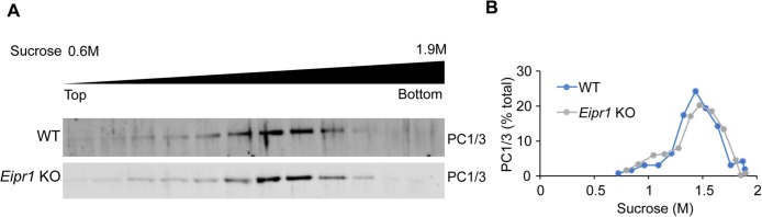 FIGURE 5: