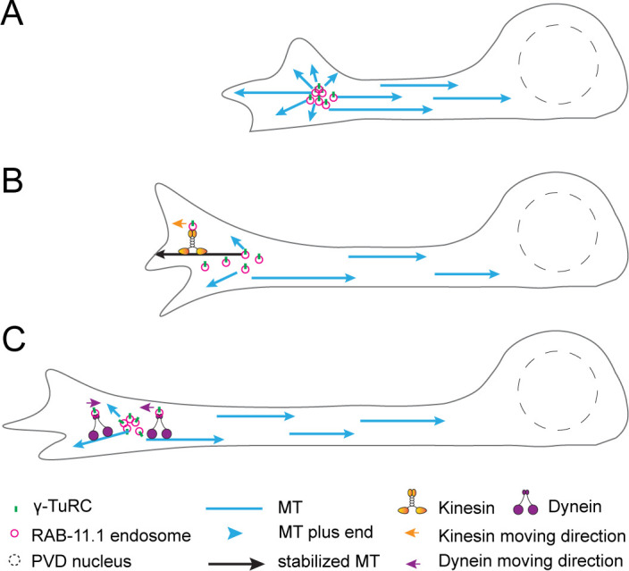 Figure 6—figure supplement 1.