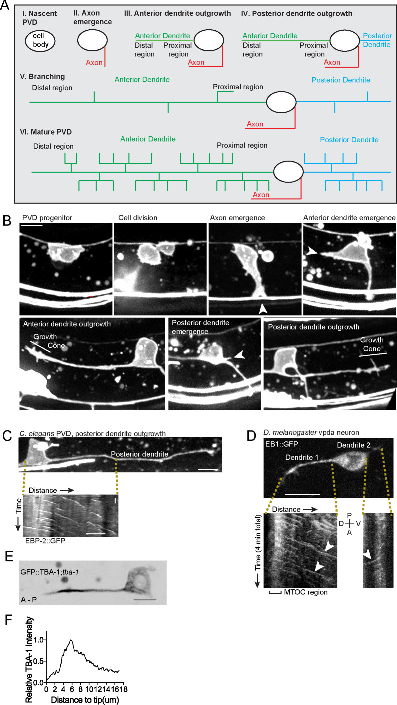 Figure 1—figure supplement 1.