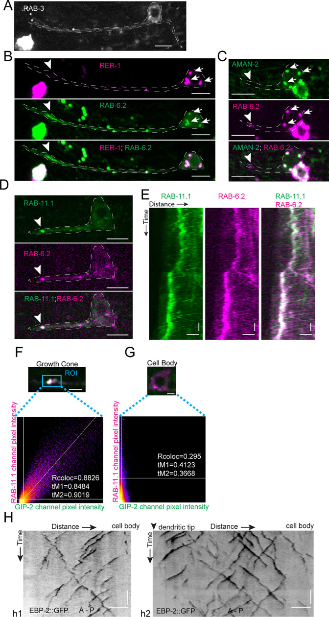 Figure 3—figure supplement 1.