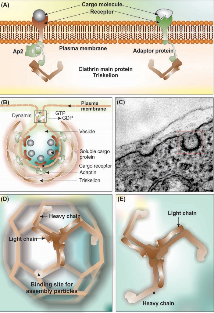 
Fig. 10
