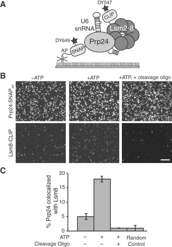 FIGURE 4.