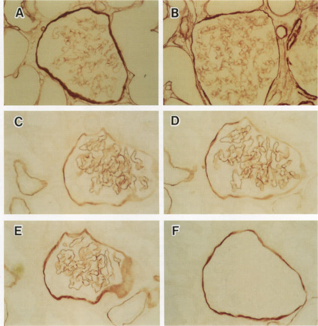 graphic file with name jclinpath00260-0037-a.jpg