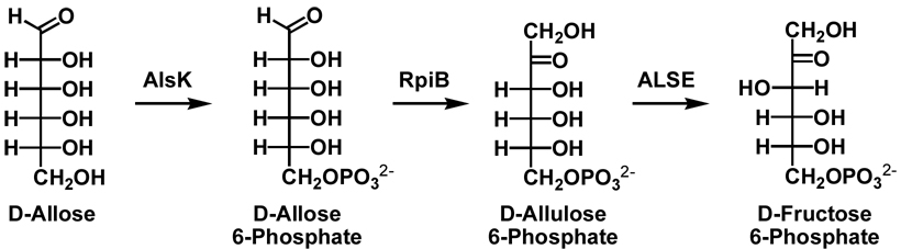 Scheme II