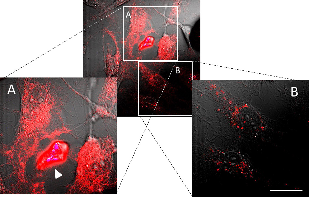 Figure 7