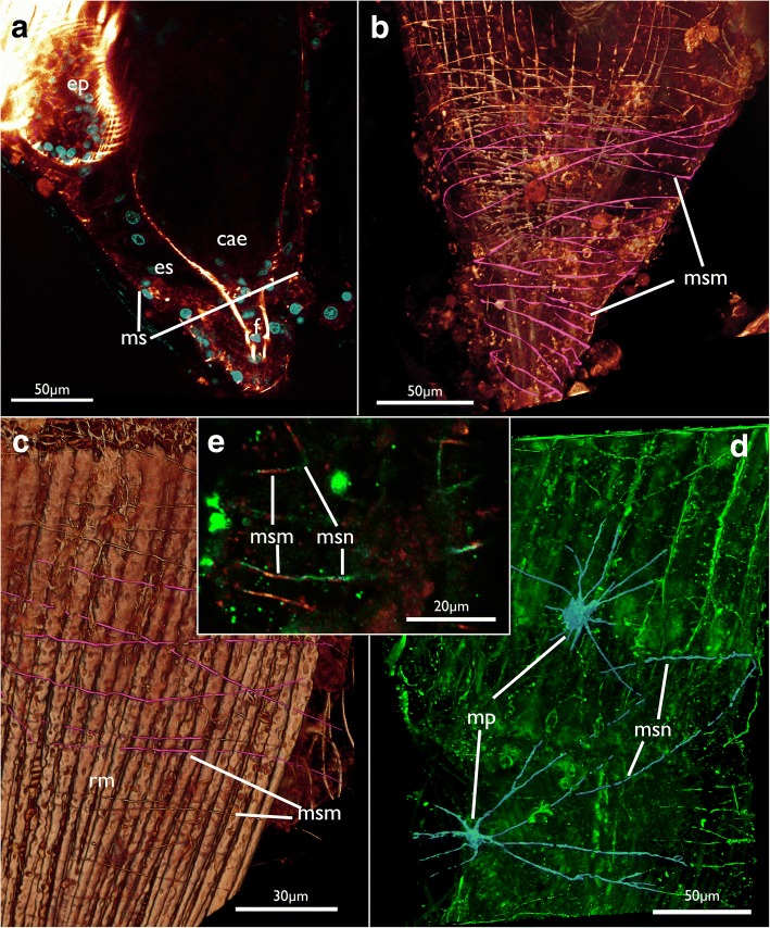 Fig. 17