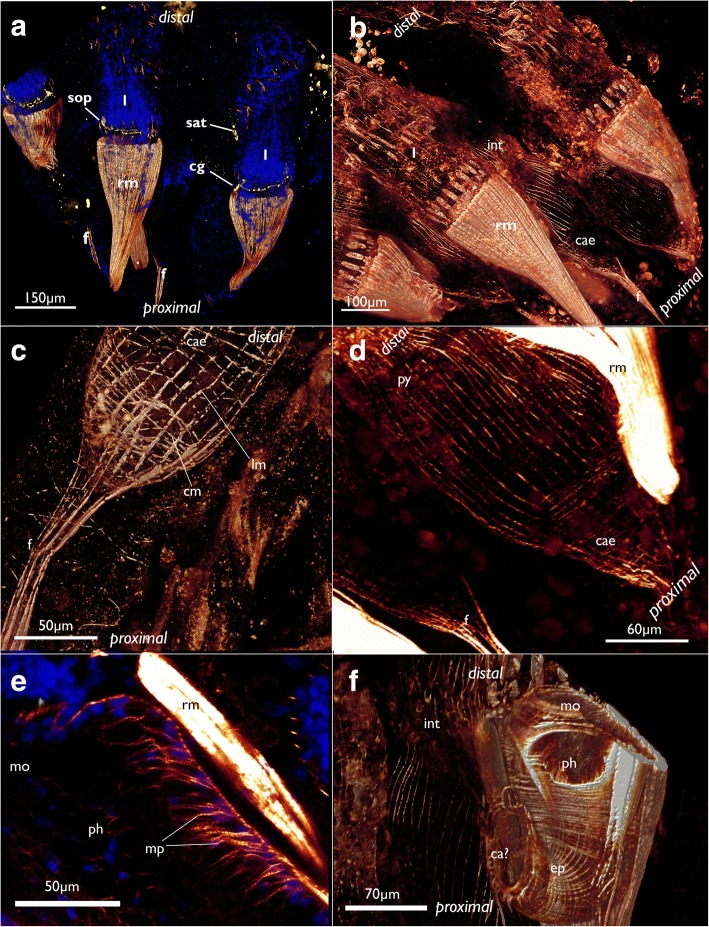 Fig. 19