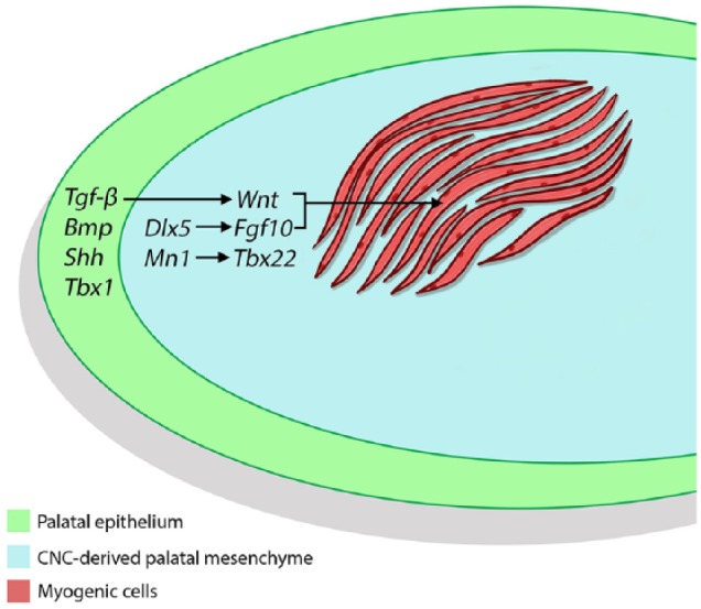 Figure 5.