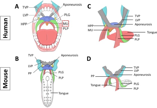 Regulatory Mechanisms of Soft Palate Development and Malformations - PMC