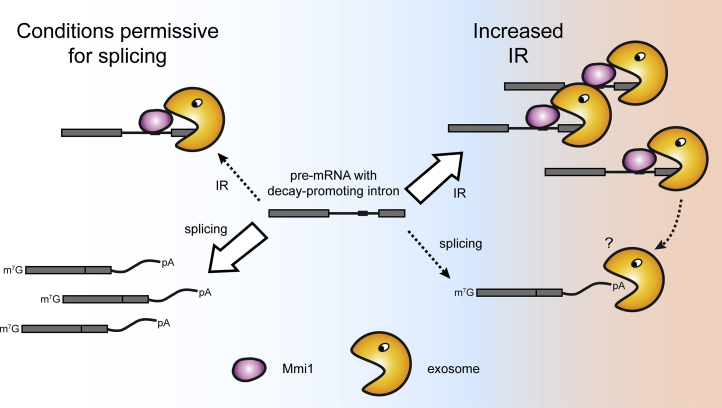 Figure 6