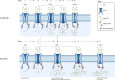 Figure 7