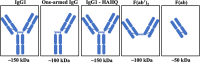 A five-panel figure depicting blue cartoon structures. Left to right: IgG1, one-armed IgG, IgG-HAHQ, F(ab)’2, and F(ab).