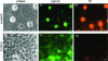 FIG. 2.