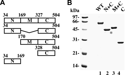 FIGURE 1.