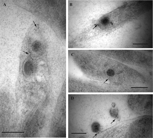 FIG. 6.