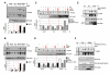 Fig.2