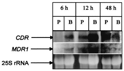 FIG. 2.