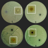 Fig. 12