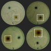 Fig. 14