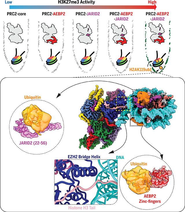 graphic file with name nihms-1679532-f0001.jpg