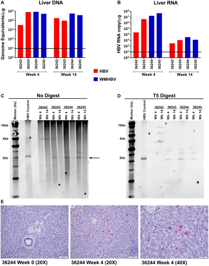 Figure 5