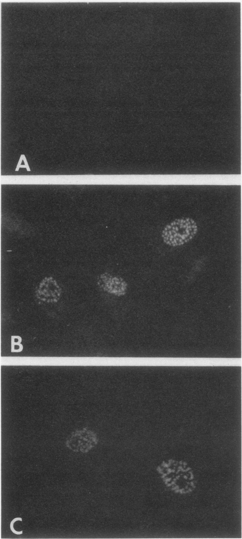 graphic file with name molcellb00106-0170-a.jpg