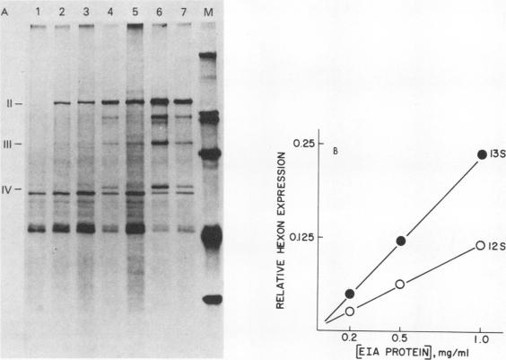 graphic file with name molcellb00106-0171-a.jpg