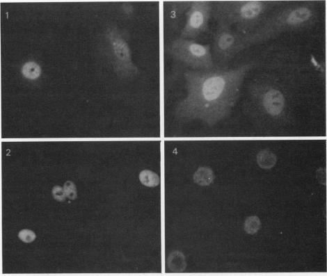 graphic file with name molcellb00106-0169-a.jpg