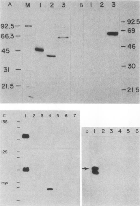 graphic file with name molcellb00106-0172-a.jpg