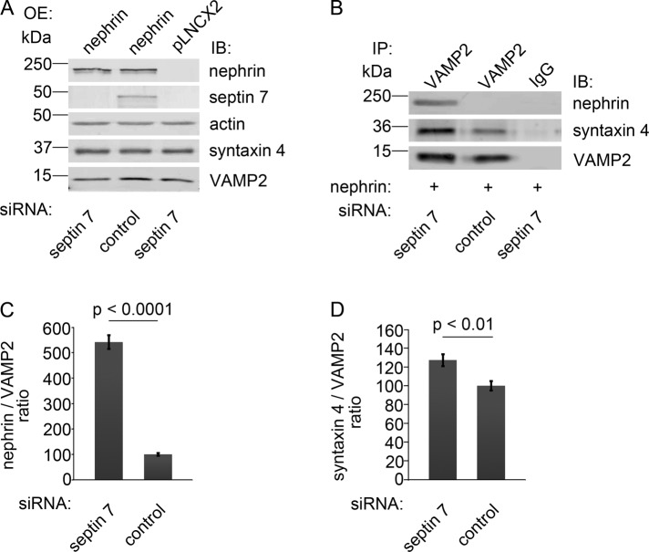 FIGURE 6: