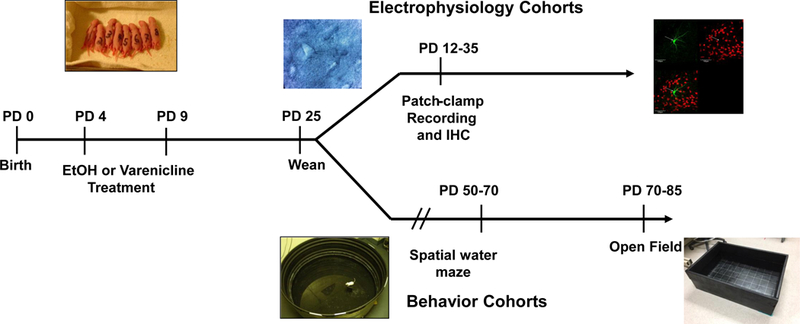 Figure 1: