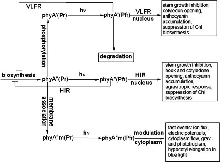 Phytochrome A in plants comprises two structurally and functionally ...