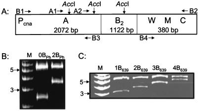 FIG. 1